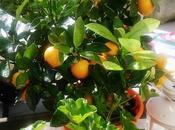 Calamondín