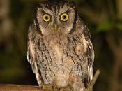 Alilicucú común (Tropical Screech-Owl) Megascops choliba