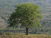 arbol solitario