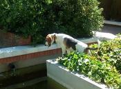Lucha perros!!