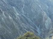 changuitos colca