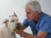enfermedades comunes perros cachorros