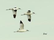 Colindres primeros agosto