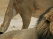Adios Cecil adios