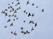 Cómo controlar plaga aves