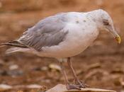Gaviotas culebrete-navarra-gulls