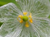 Flores transparentes