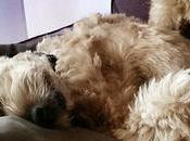 Estamos Agustito CVII. noooo #funny