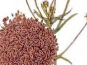 Plantago ovata psyllium para salud intestinal