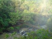 Parque Provincial Yatay creado para preservar ecosistemas misioneros lindantes Cataratas Iguazú.