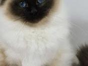 gato. poema j.l.borges