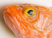 Ciguatera: intoxicación ingesta peces nunca hablar ella