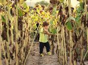 atardecer entre girasoles