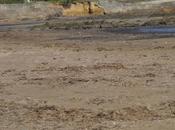 Algas secas limícolas