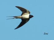 BELLA BESTIA (Avispa asiática)