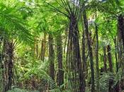 sonidos movimientos marcan ritmo este tesoro natural: Reserva Biosfera Yabotí.