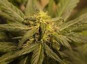 Primer gran estudio genético revela diferencias errores entre marihuana cáñamo