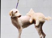 Urge ayuda comediante