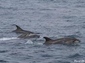 Navegando entre zifios delfines