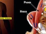 musculos importantes corredor Psoas