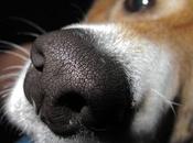 perros tienen nariz mojada? razones comunes
