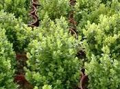 significado soñar boj.