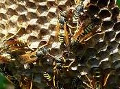 Nidos aire acondicionado