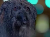 will survive" ritmo perro