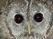 ojos noche:carabo