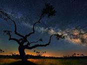 árbol Láctea
