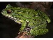 Gastrotheca