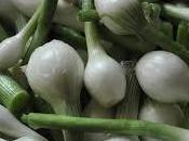 mildiu cebolla