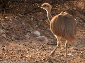 Choique (Lesser Rhea) Rhea pennata