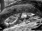 Viejo tronco caprichoso como trompa elefante