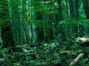 bosque aokigahara suicidios)