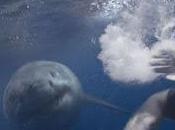 Miniciclo "Australia fantástica": arrecife (The reef, Andrew Traucki, 2010. Australia)