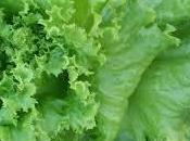 mildiu lechuga