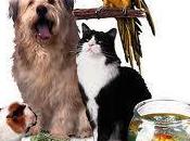 maltrato animal, nadie