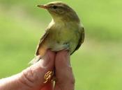 Phylloscopus trochilus