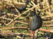 Gallinetas juncal