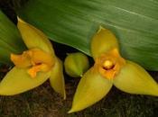 orquídea Lycaste