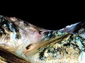 NASA descubre agua líquida Marte