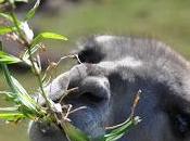 Zoológico porteño empieza polémica