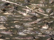 lago seca misteriosamente dejando miles peces muertos