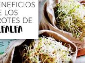 Beneficios brotes alfalfa