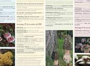 Otoño micológico (gudar javalambre)