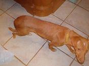 Bimba, podenca rescatada Perrera Sevilla busca hogar.