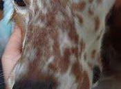 Gorri.... descubierto mimos ahora quien pare