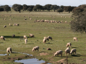 Avanza proyecto para crear indicación protegida Carnes Valle Alcudia