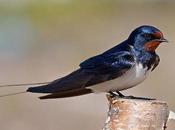 aves migratorias